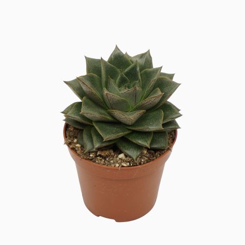 Echeveria purpusorum
