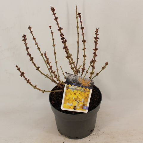 Forsythia x intermedia 'Nimbus'