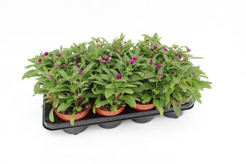 Gomphrena globosa 'Purple Dots'