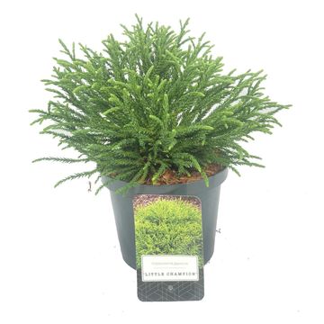 Cryptomeria japonica 'Little Champion'