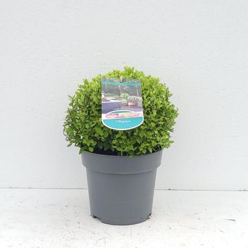 Pittosporum tenuifolium 'Midget'
