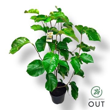 Magnolia denudata YELLOW RIVER