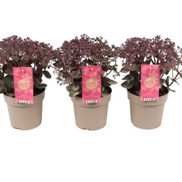 Sedum telephium SEDUCTION CHERRY CHOCOLATE