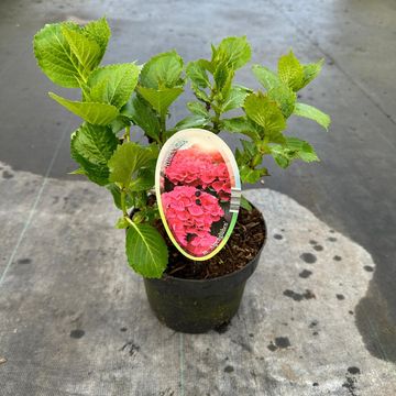 Hydrangea macrophylla GLOWING ALPS