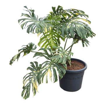 Monstera 'Thai Constellation'