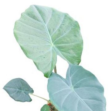 Alocasia 'Kuching Mask'