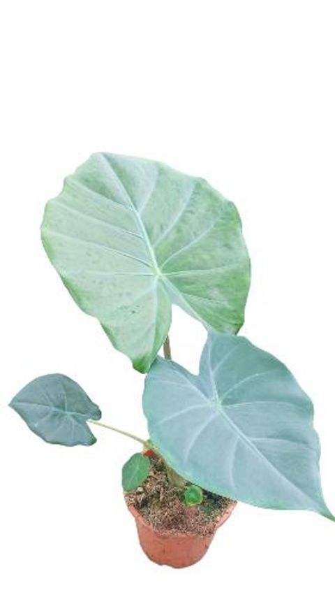 Alocasia 'Kuching Mask'