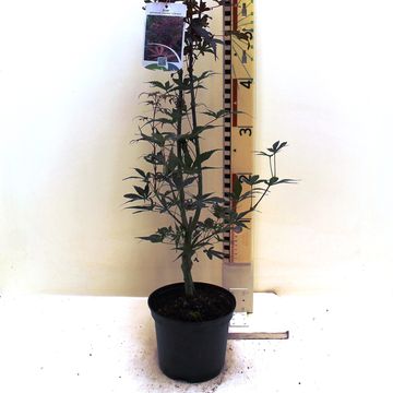 Acer palmatum 'Skeeter's Broom'