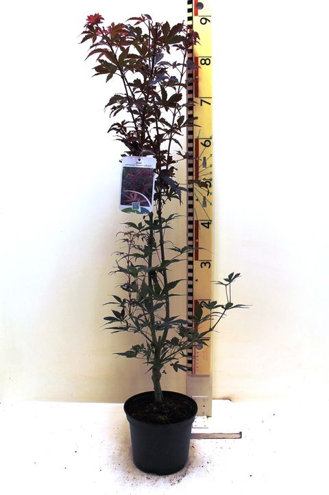 Acer palmatum 'Skeeter's Broom'