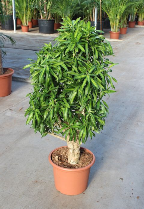 Dracaena reflexa 'Song of Jamaica'