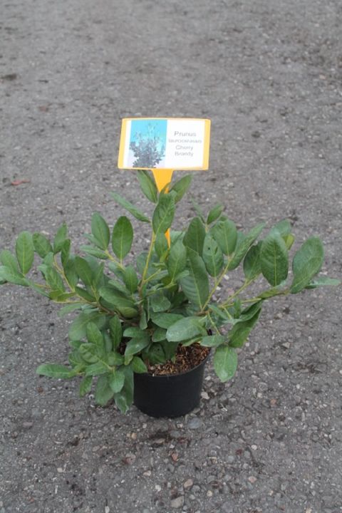 Prunus laurocerasus 'Cherry Brandy'