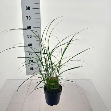 Miscanthus sinensis 'Little Zebra'