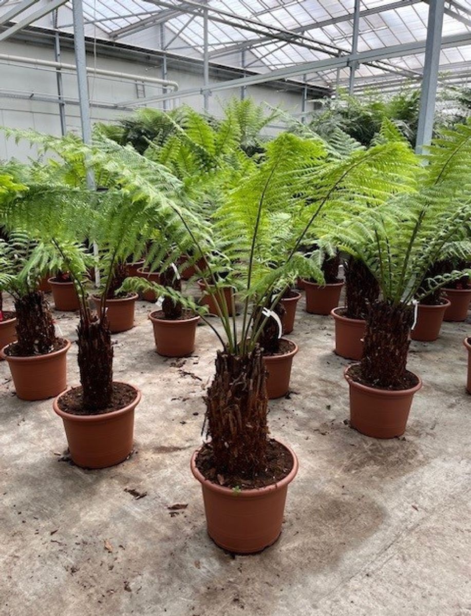 Dicksonia antarctica — Plant Wholesale FlorAccess