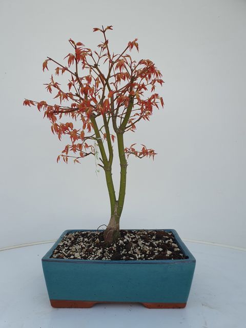 Acer palmatum 'Katsura'