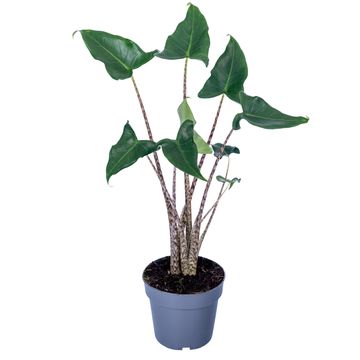 Alocasia zebrina 'Siberian Tiger'
