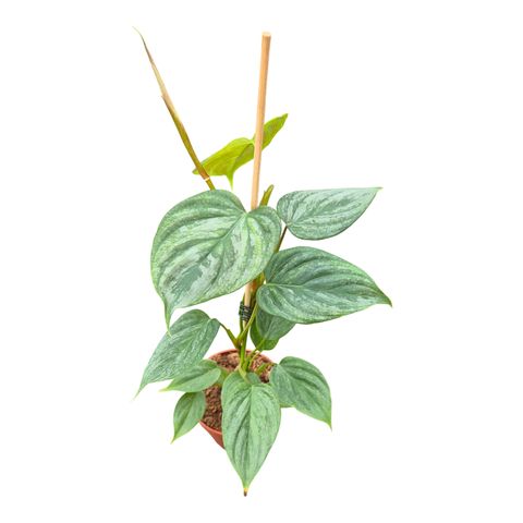 Filodendro 'Majestic'