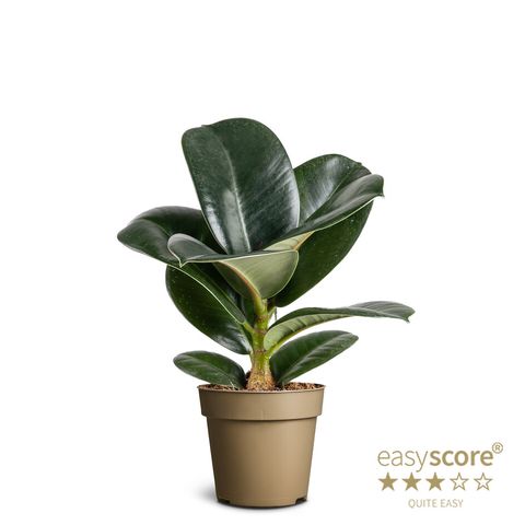 Ficus elastica 'Sofia'