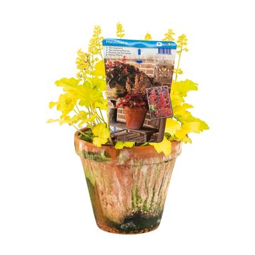 Heuchera MIX