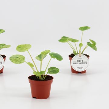Pilea peperomioides 'Mojito'