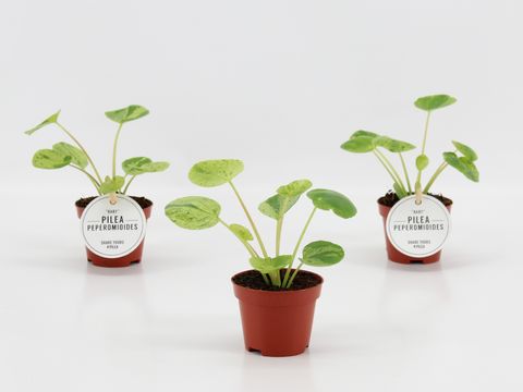 Pilea peperomioides 'Mojito'