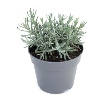 Lavandula angustifolia 'Hidcote'
