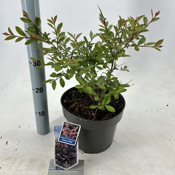 Lagerstroemia indica CHOCO PINK