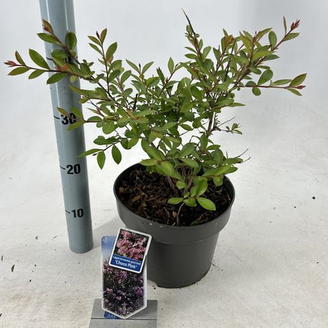 Lagerstroemia indica CHOCO PINK