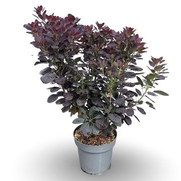 Cotinus coggygria 'Royal Purple'