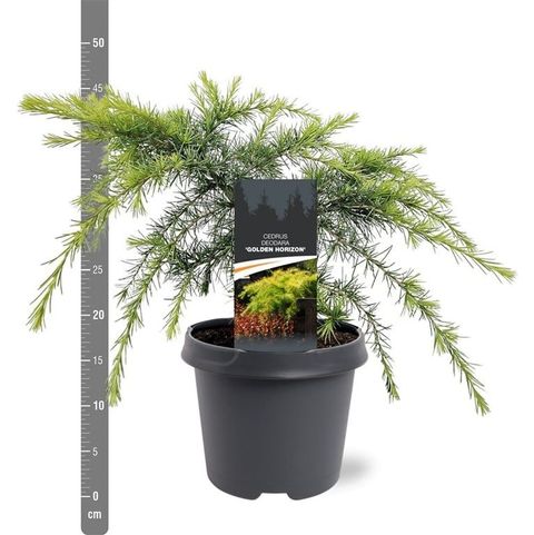 Cedrus deodara 'Golden Horizon'