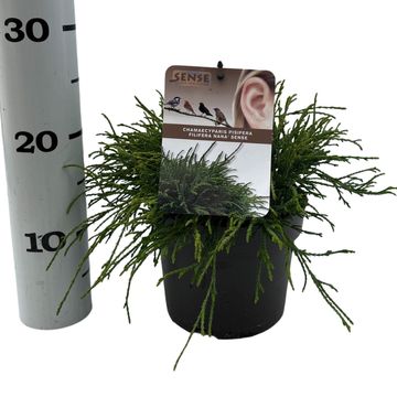Chamaecyparis pisifera 'Filifera Nana'