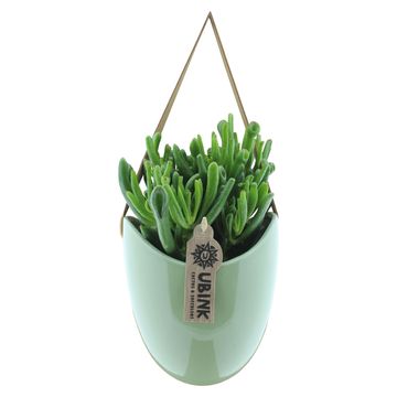 Succulents MIX IN POT