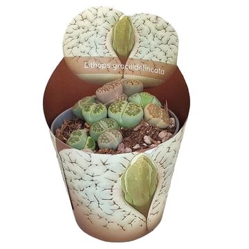 Lithops gracilidelineata