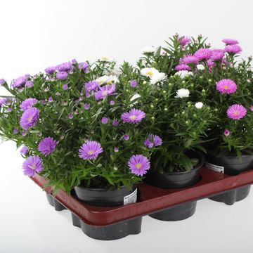 Aster NOVI-BELGII MIX