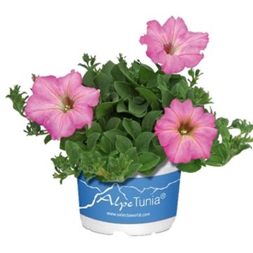 Petunia ALPE TUNIA ROSE
