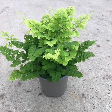 Adiantum raddianum 'Fritz-Luthi'