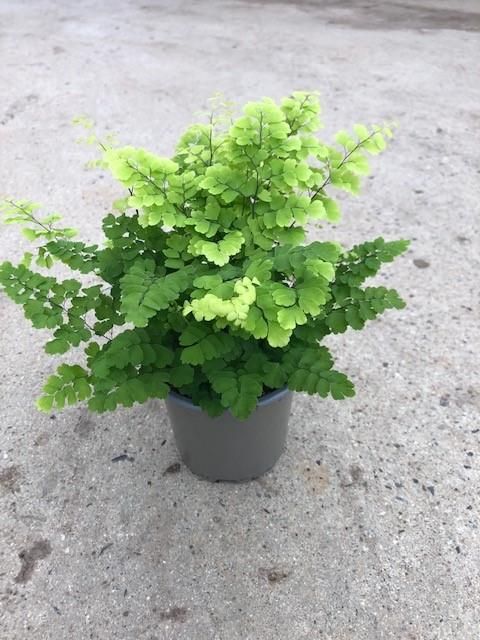 Adiantum raddianum 'Fritz-Luthi'