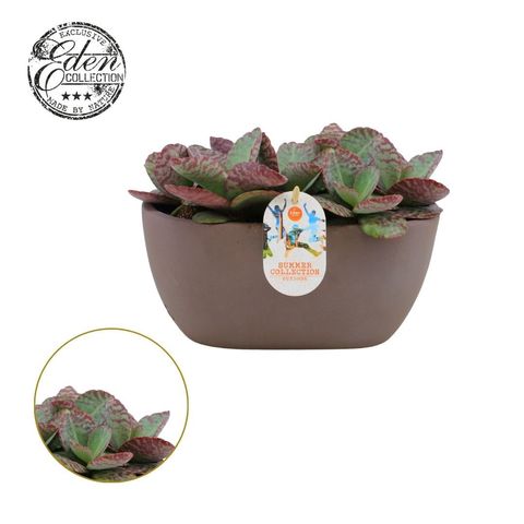 Kalanchoe 'Surprising Desert'