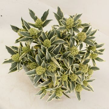 Skimmia japonica 'Magic Marlot'