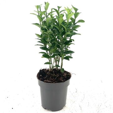 Euonymus japonicus 'Green Spire'