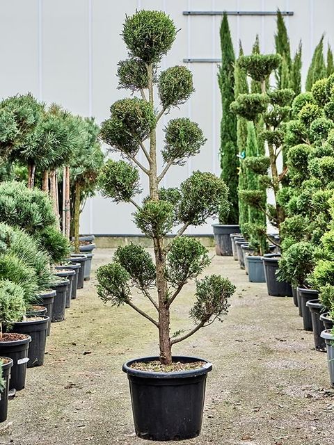 x Cupressocyparis leylandii 'Castlewellan Gold'