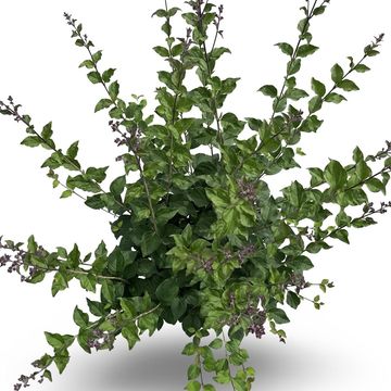 Syringa BLOOMERANG DARK PURPLE