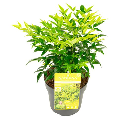 Nandina domestica MAGICAL LEMON & LIME