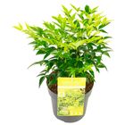 Nandina domestica MAGICAL LEMON & LIME