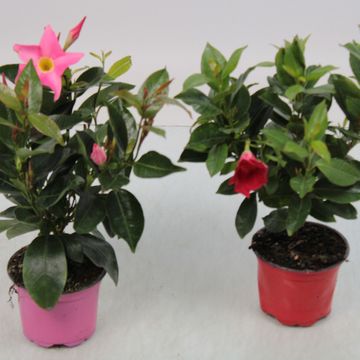 Mandevilla RIO MIX