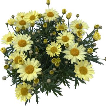 Argyranthemum frutescens DAISY CRAZY YELLOW