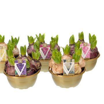 Hyacinthus orientalis MIX