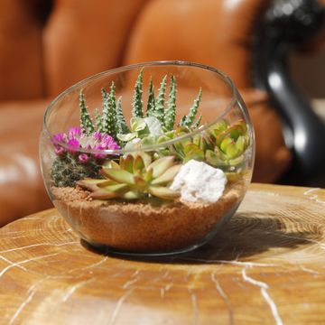 Arrangement Cactus / Succulent