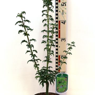 Acer palmatum 'Shishigashira'