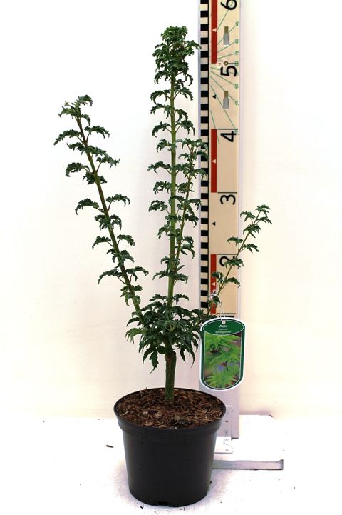 Acer palmatum 'Shishigashira'