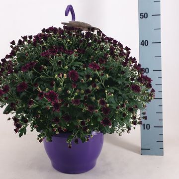 Chrysanthemum SKYFALL PURPLE